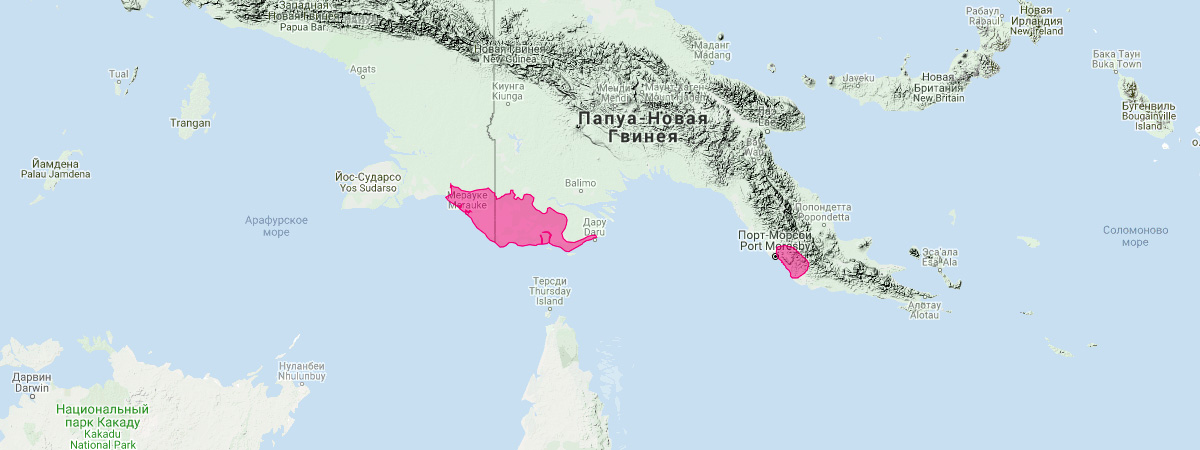 Новогвинейская сумчатая мышь (Planigale novaeguineae) Ареал обитания на карте