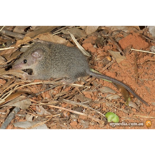 Южная сумчатая мышь (Planigale tenuirostris) Фото №2