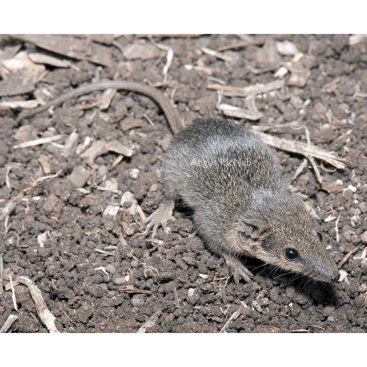 Южная сумчатая мышь (Planigale tenuirostris) Фото №3