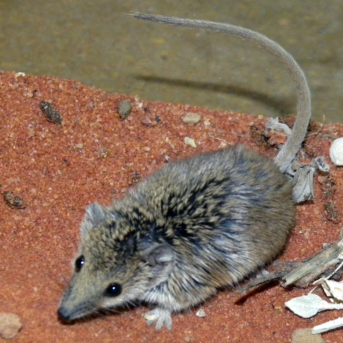 Южная сумчатая мышь (Planigale tenuirostris) Фото №4