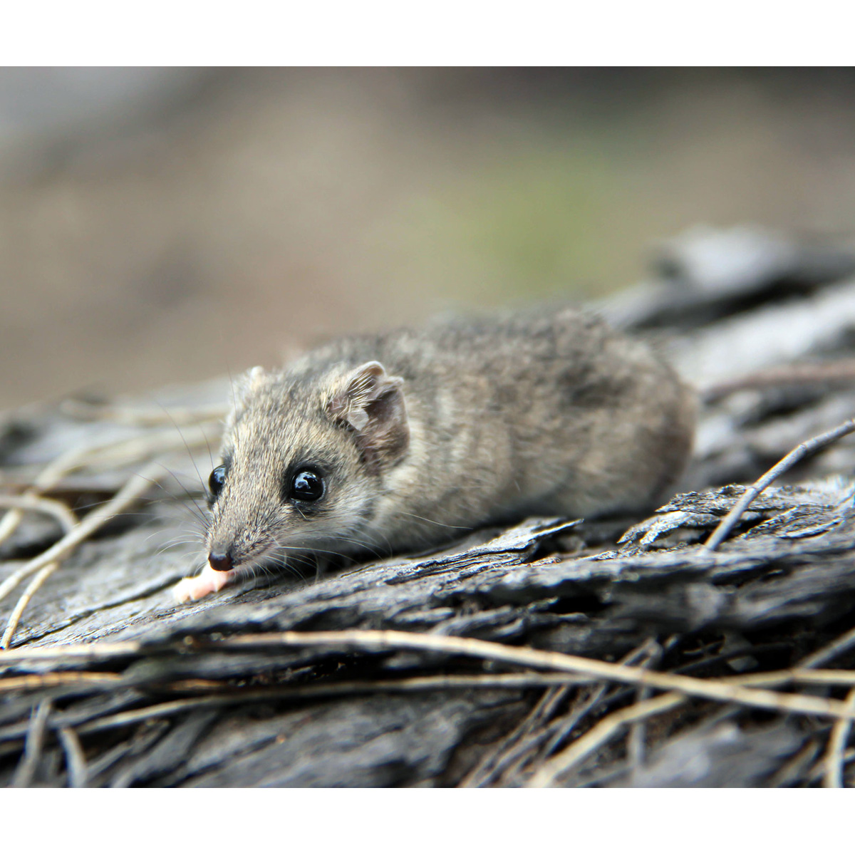 Южная сумчатая мышь (Planigale tenuirostris) Фото №5