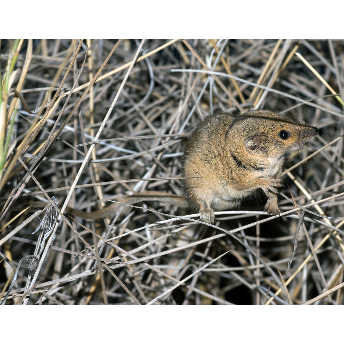 Южная сумчатая мышь (Planigale tenuirostris) Фото №6