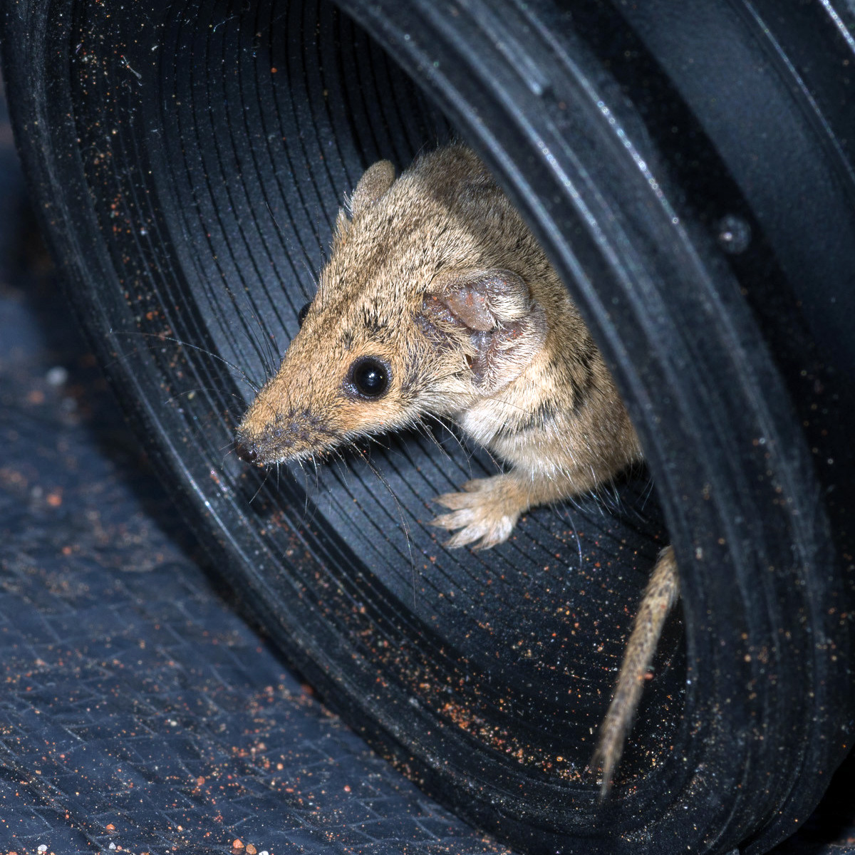 Южная сумчатая мышь (Planigale tenuirostris) Фото №8