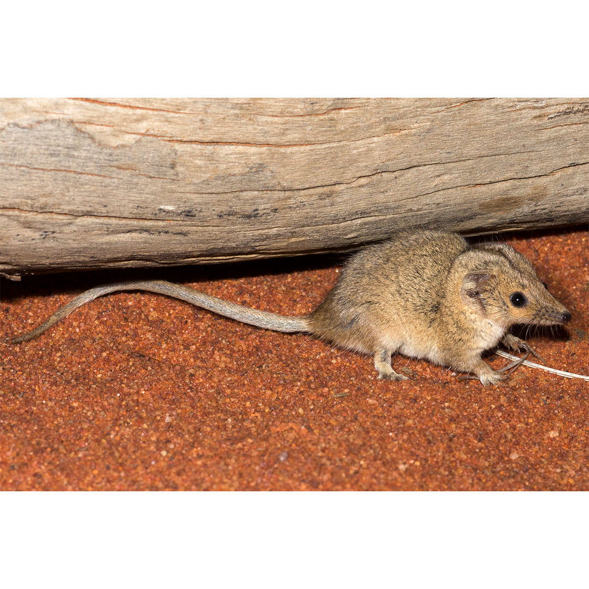 Южная сумчатая мышь (Planigale tenuirostris) Фото №1