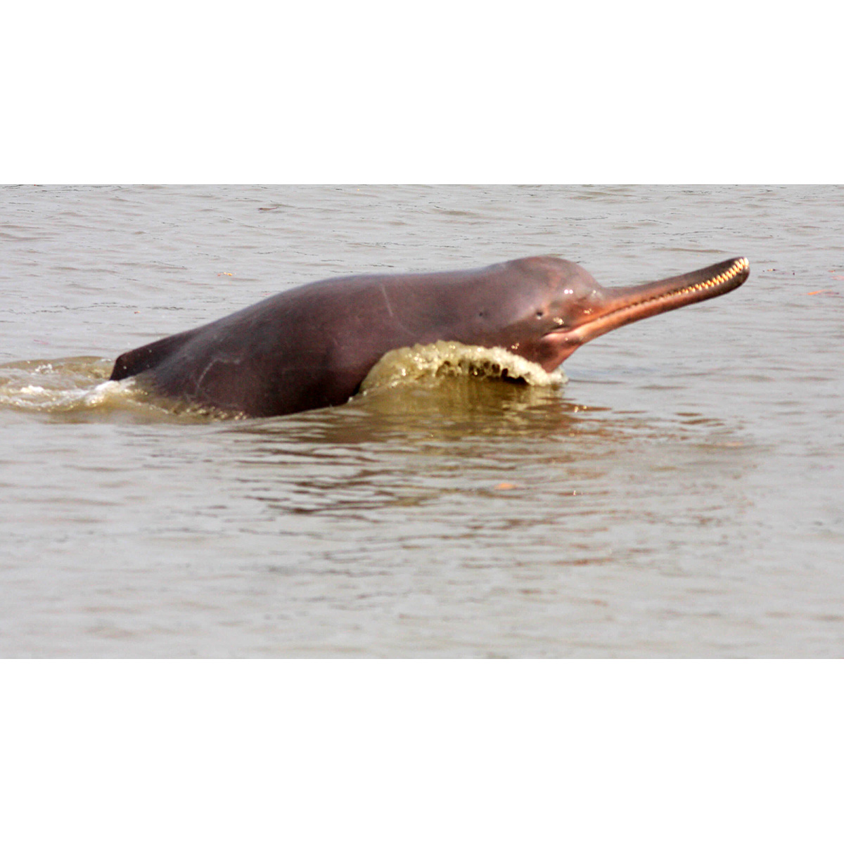 Гангский дельфин (Platanista gangetica) Фото №3
