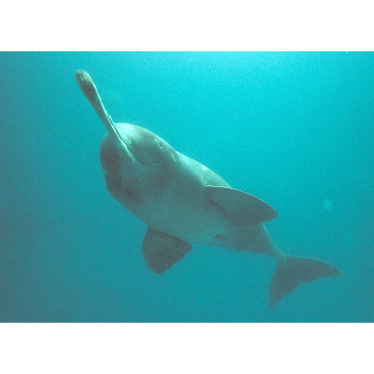 Гангский дельфин (Platanista gangetica) Фото №5