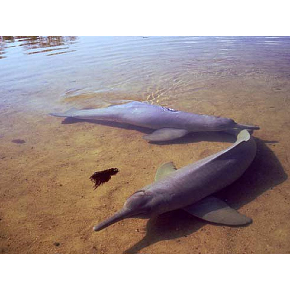 Гангский дельфин (Platanista gangetica) Фото №6