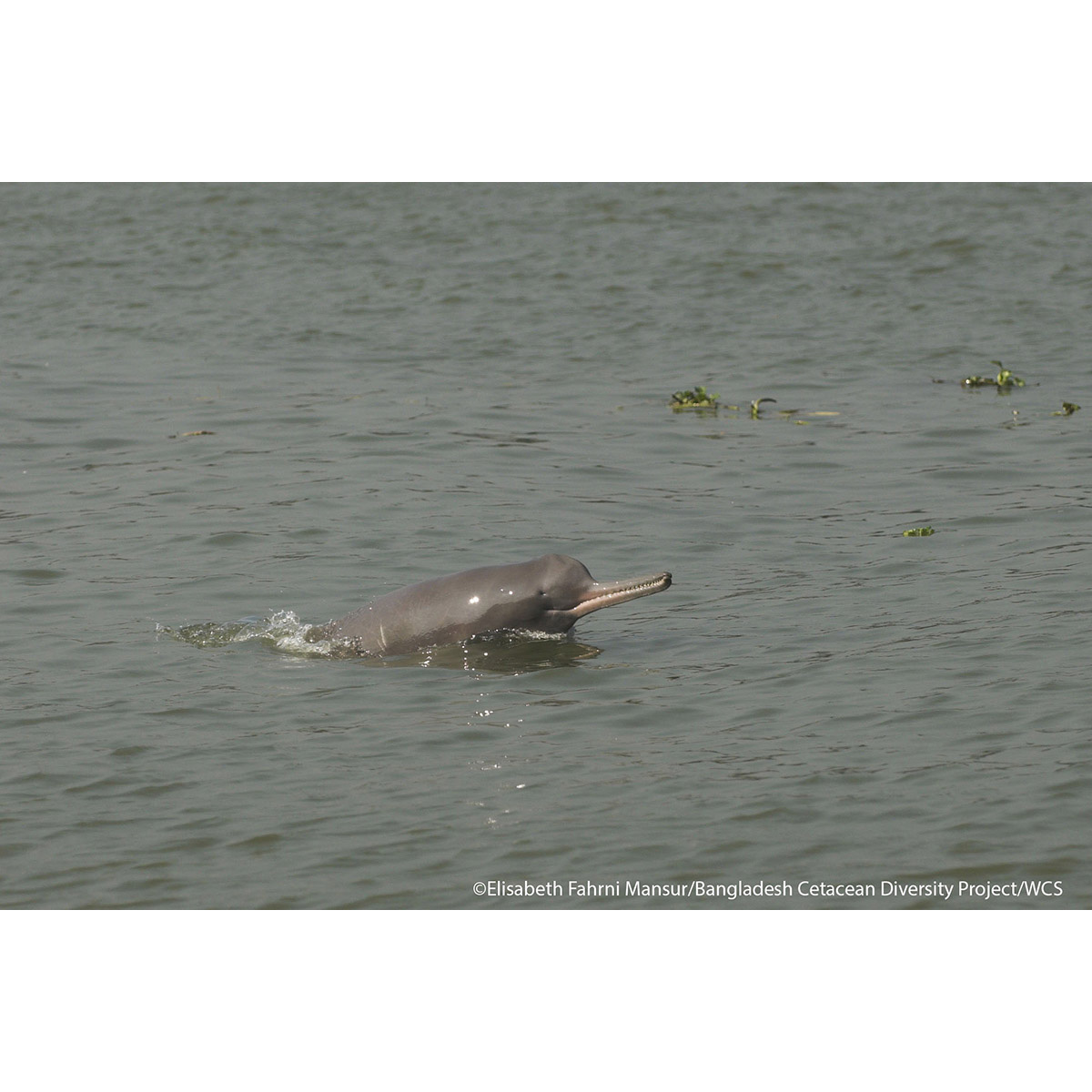 Гангский дельфин (Platanista gangetica) Фото №7