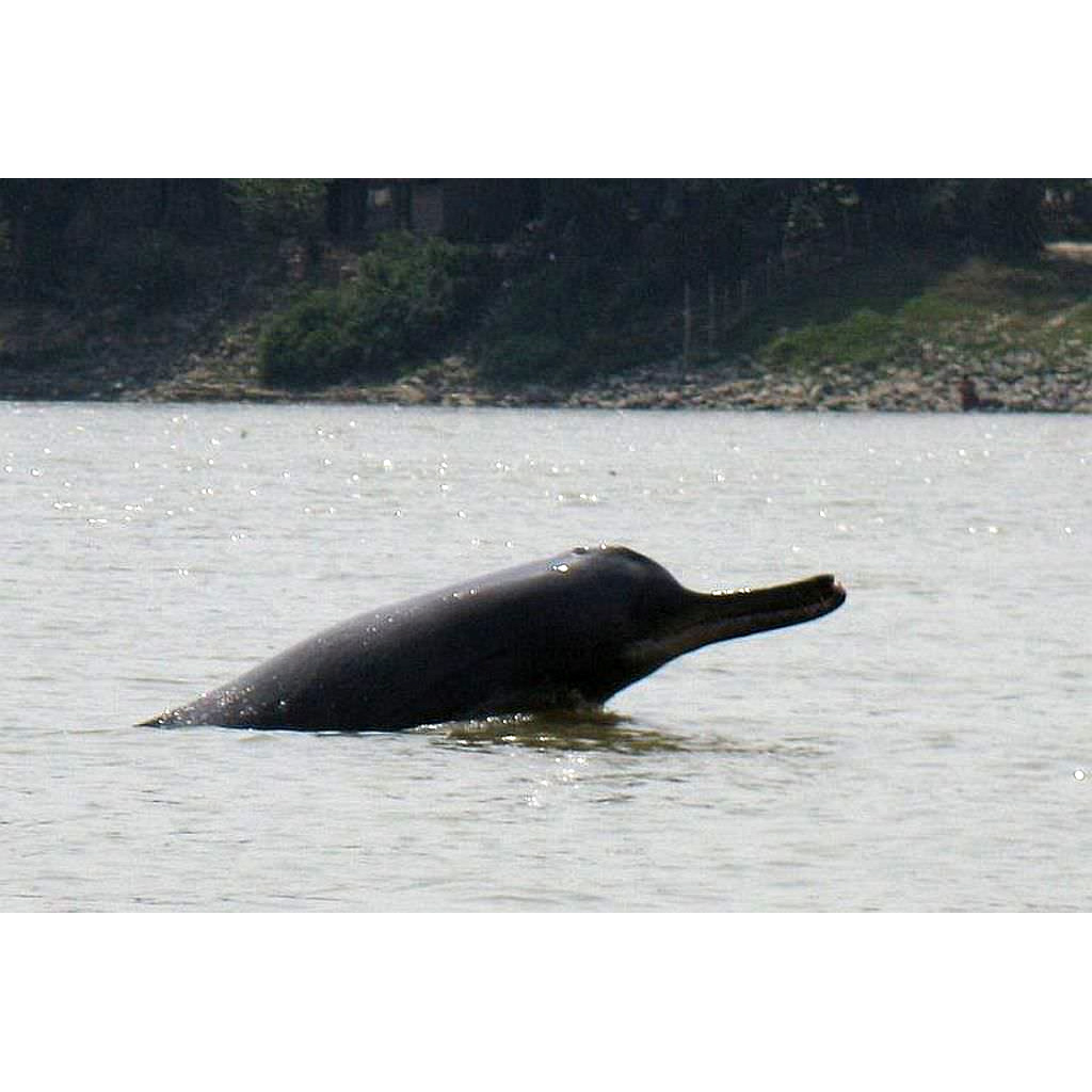 Гангский дельфин (Platanista gangetica) Фото №8