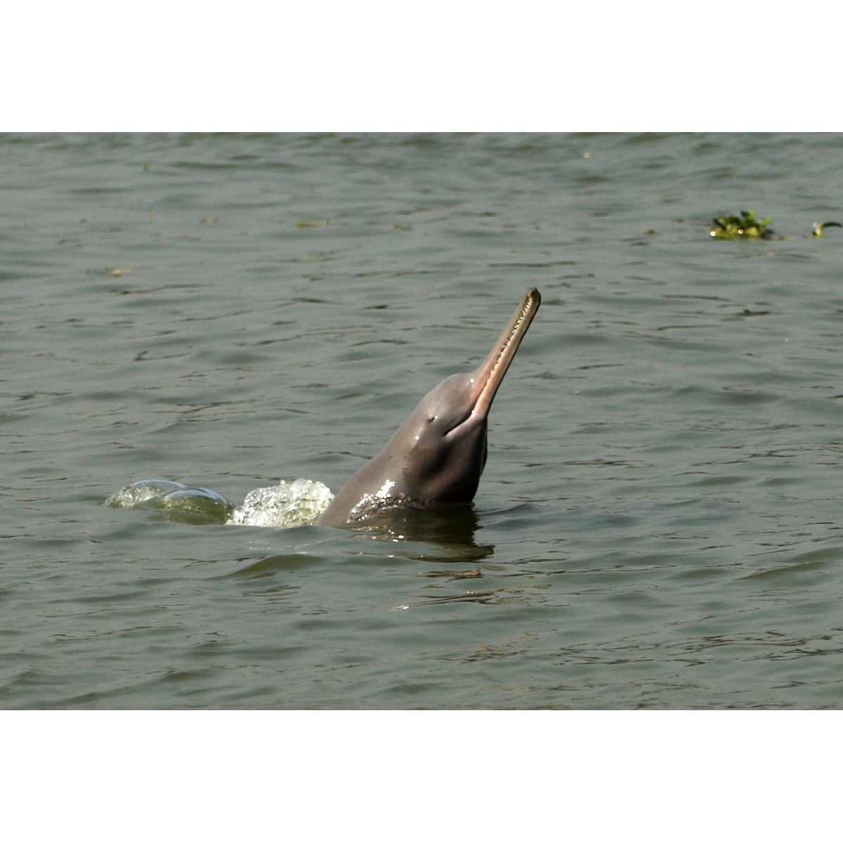 Гангский дельфин (Platanista gangetica) Фото №9