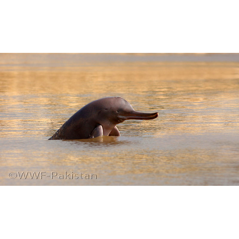 Индский дельфин (Platanista minor) Фото №3
