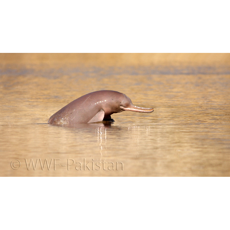 Индский дельфин (Platanista minor) Фото №4