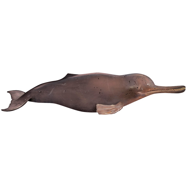 Индский дельфин (Platanista minor) Фото №1