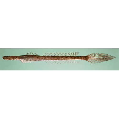 Род Platygobiopsis фото
