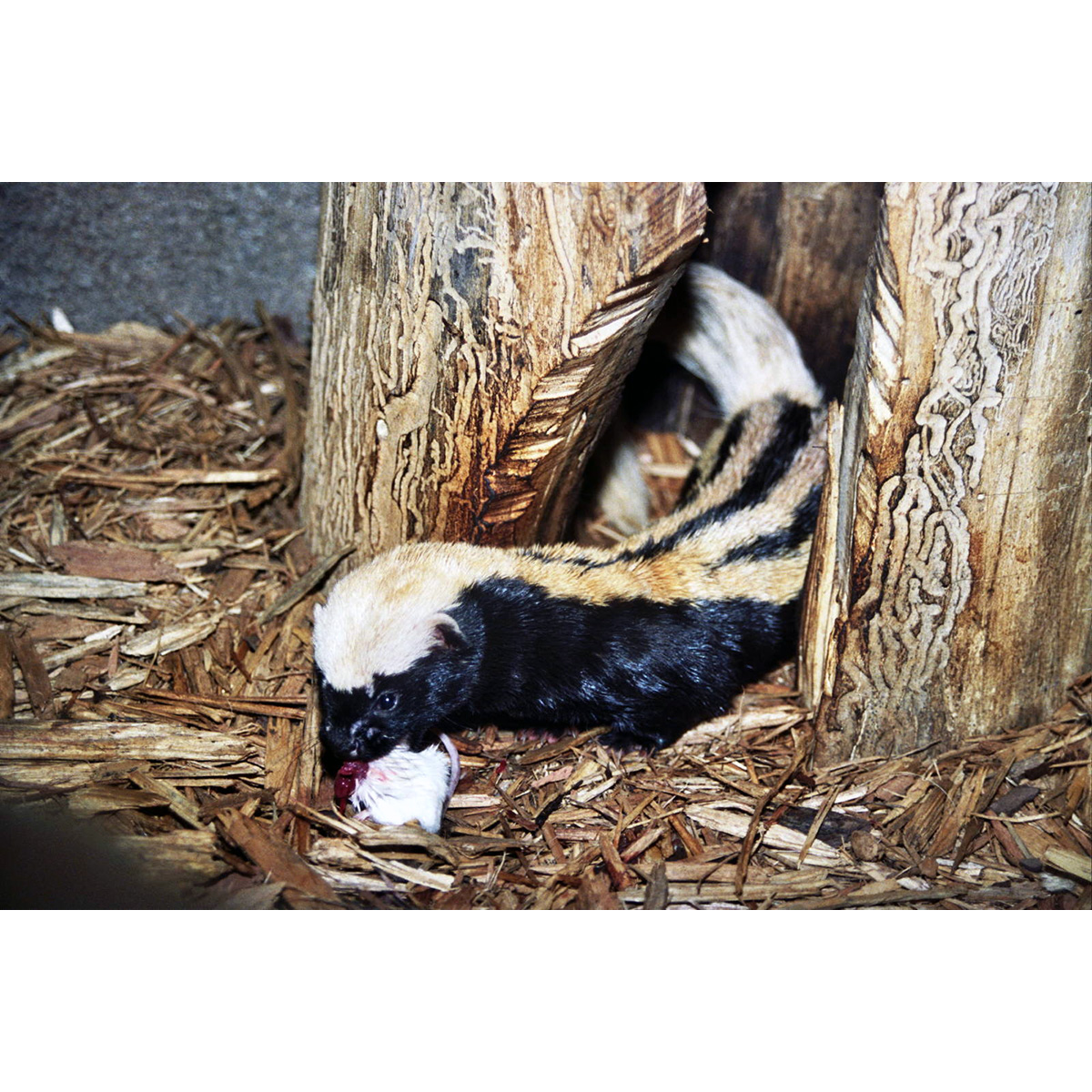 Африканская ласка (Poecilogale albinucha) Фото №8