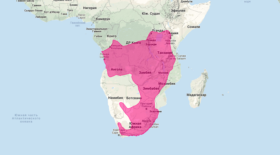Африканская ласка (Poecilogale albinucha) Ареал обитания на карте