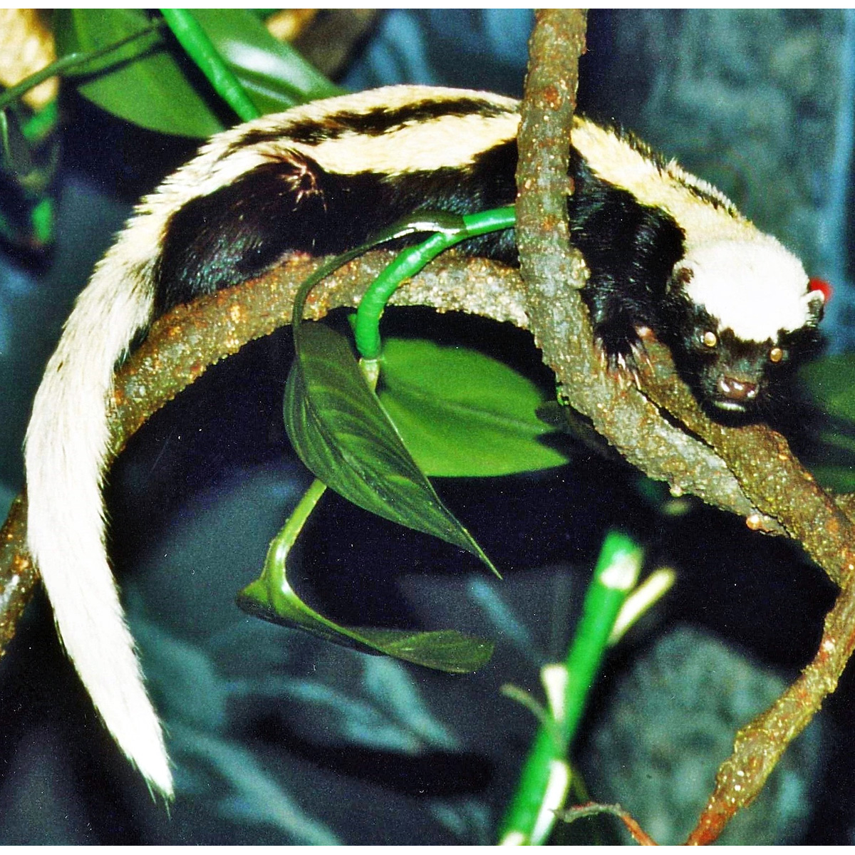 Африканская ласка (Poecilogale albinucha) Фото №1
