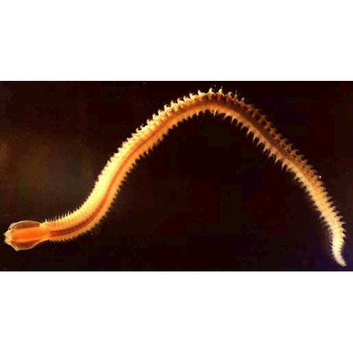 Класс Многощетинковые черви фото