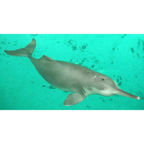Род Дельфины Ла-Платы  фото
