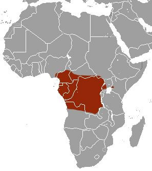 Potamogale velox Ареал обитания на карте