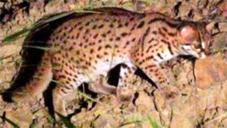 Borneo Leopard Cat (Prionailurus bengalensis borneoensis )