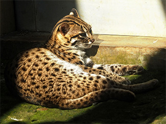 Visayan leopard cat (Prionailurus bengalensis rabori)
