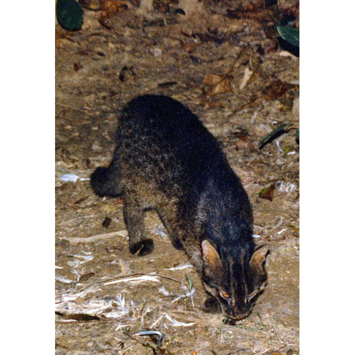 Ириомотейская кошка (Prionailurus iriomotensis) Фото №8
