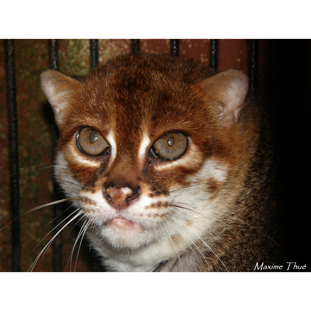 Суматранская кошка (Prionailurus planiceps) Фото №10