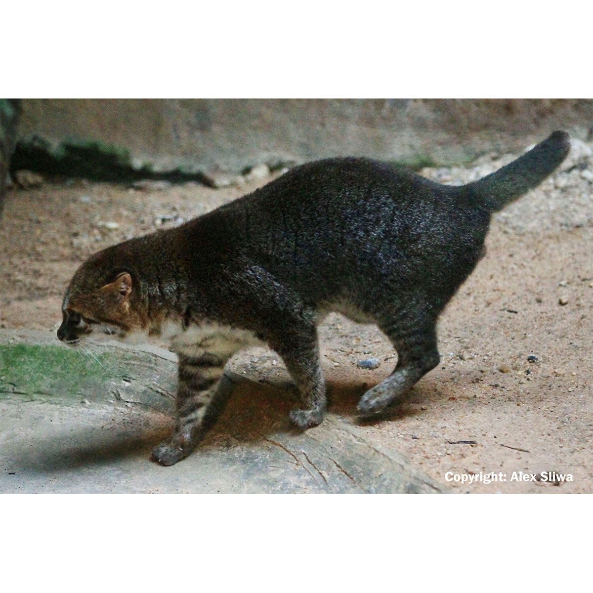 Суматранская кошка (Prionailurus planiceps) Фото №2