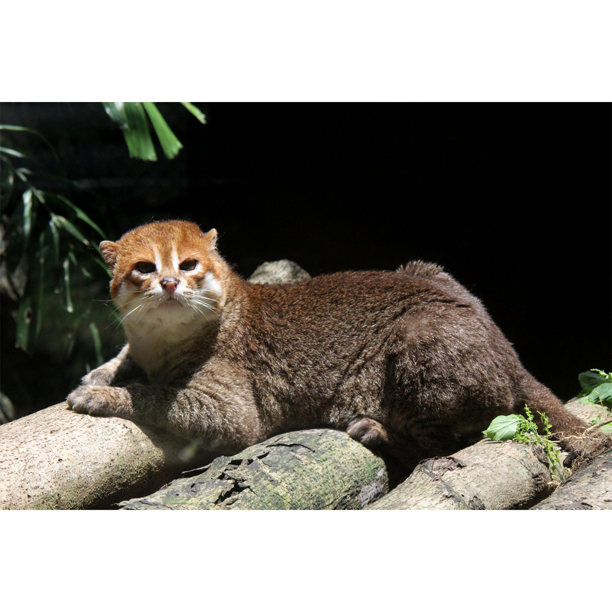 Суматранская кошка (Prionailurus planiceps) Фото №6