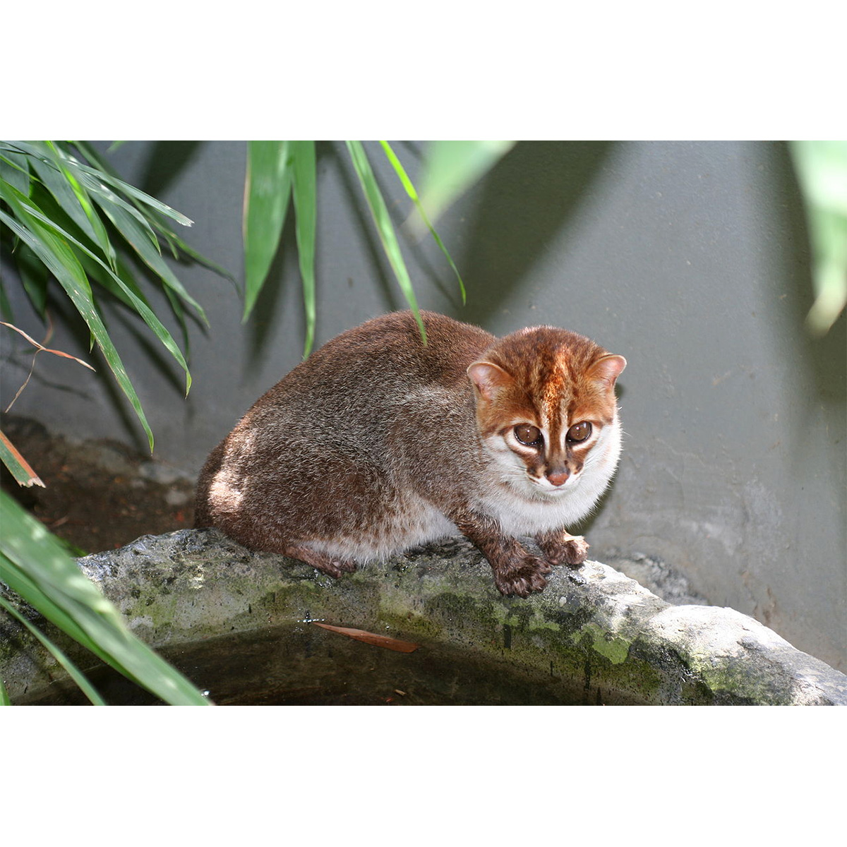 Суматранская кошка (Prionailurus planiceps) Фото №7