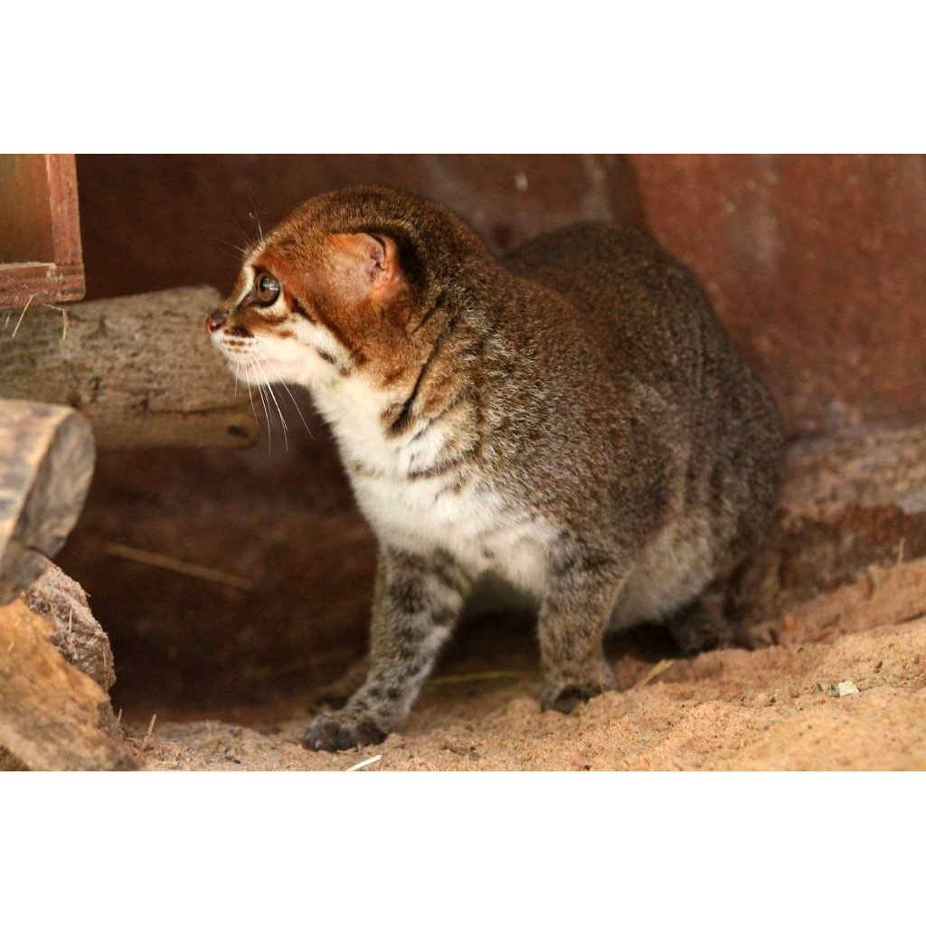 Суматранская кошка (Prionailurus planiceps) Фото №8