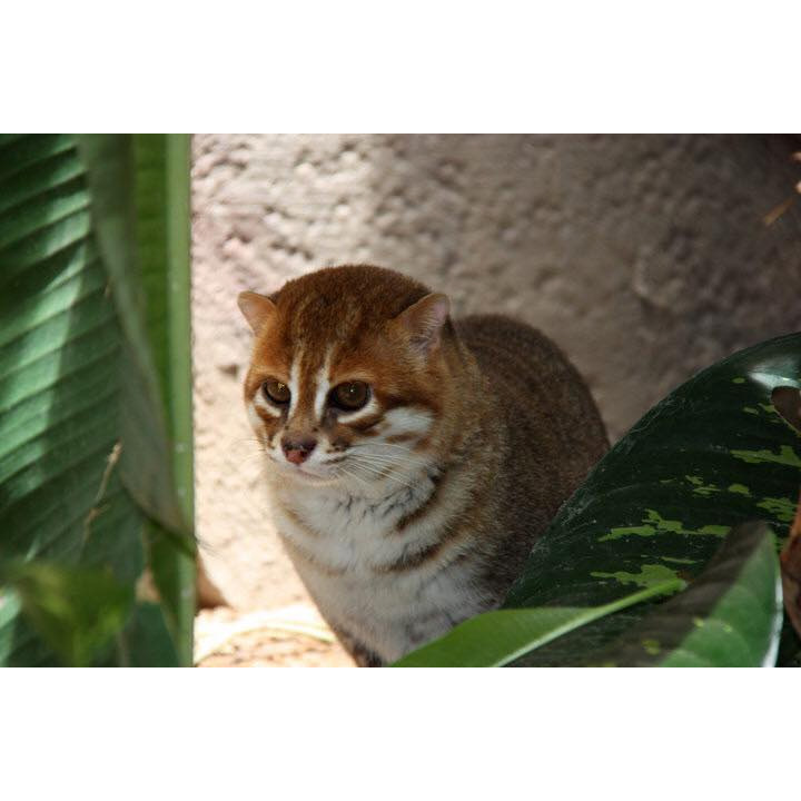 Суматранская кошка (Prionailurus planiceps) Фото №9