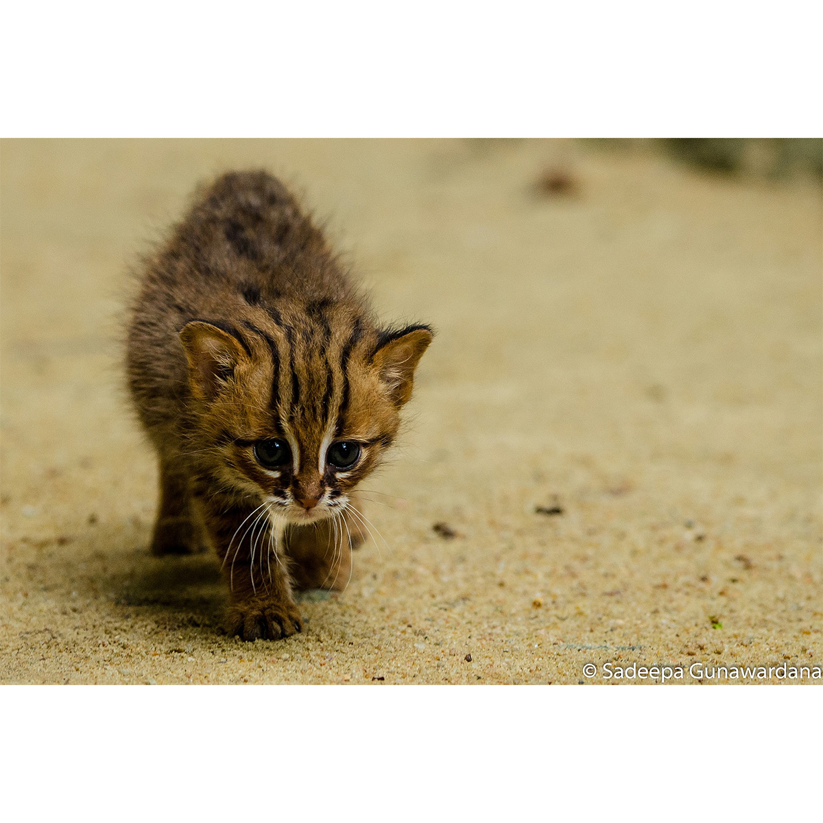 Ржавая кошка / Пятнисто-рыжая кошка (Prionailurus rubiginosus) Фото №10