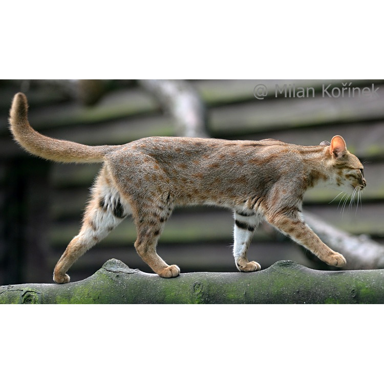 Ржавая кошка / Пятнисто-рыжая кошка (Prionailurus rubiginosus) Фото №2