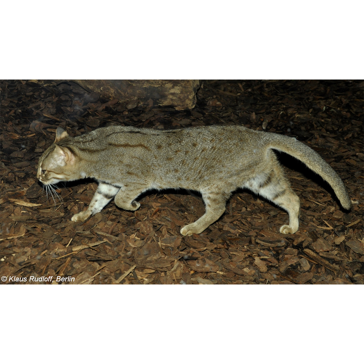 Ржавая кошка / Пятнисто-рыжая кошка (Prionailurus rubiginosus) Фото №4