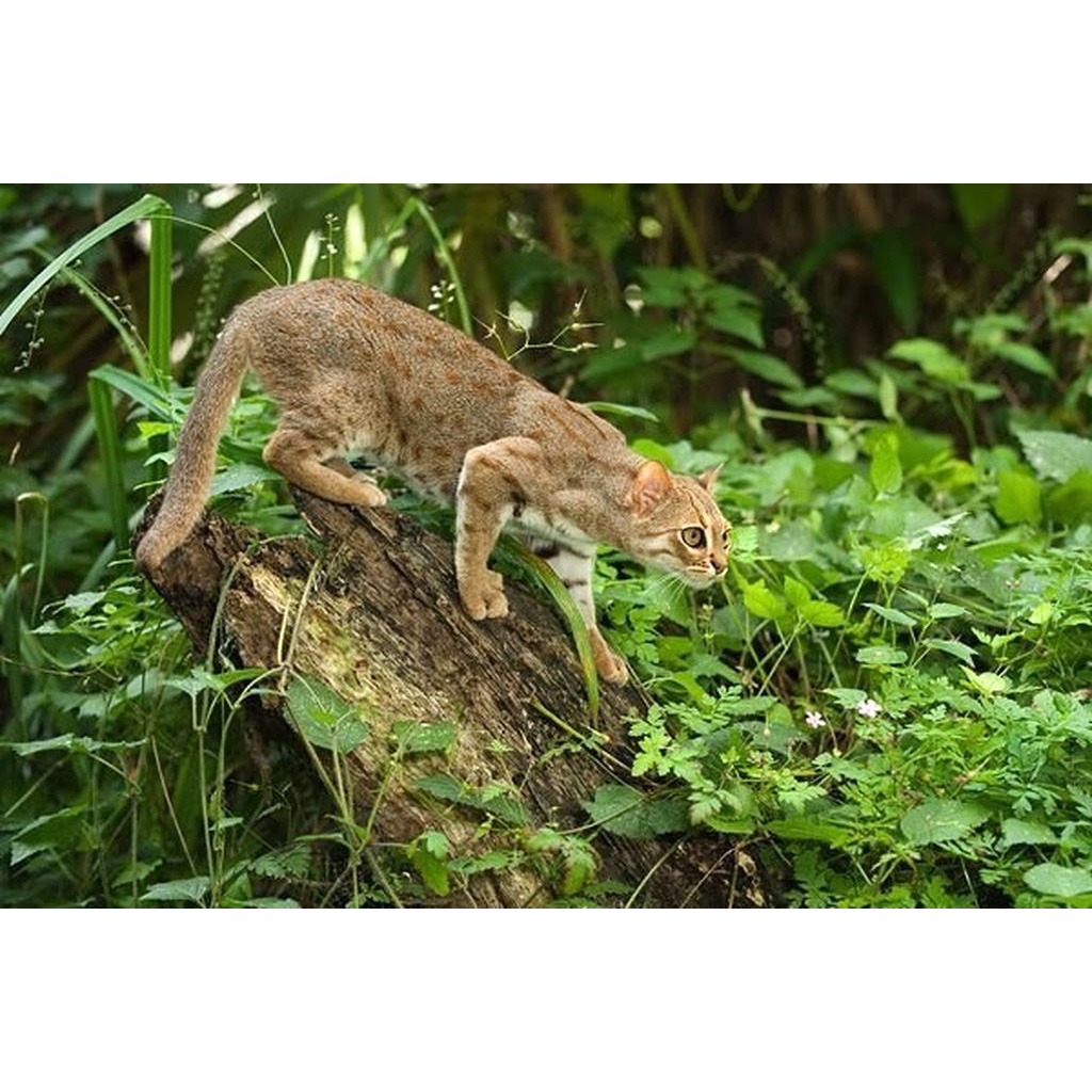 Ржавая кошка / Пятнисто-рыжая кошка (Prionailurus rubiginosus) Фото №5