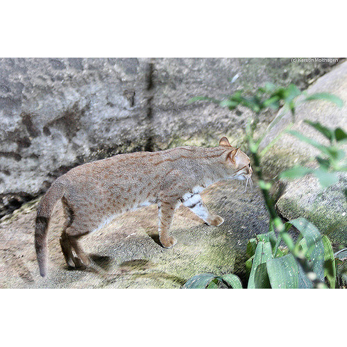 Ржавая кошка / Пятнисто-рыжая кошка (Prionailurus rubiginosus) Фото №6