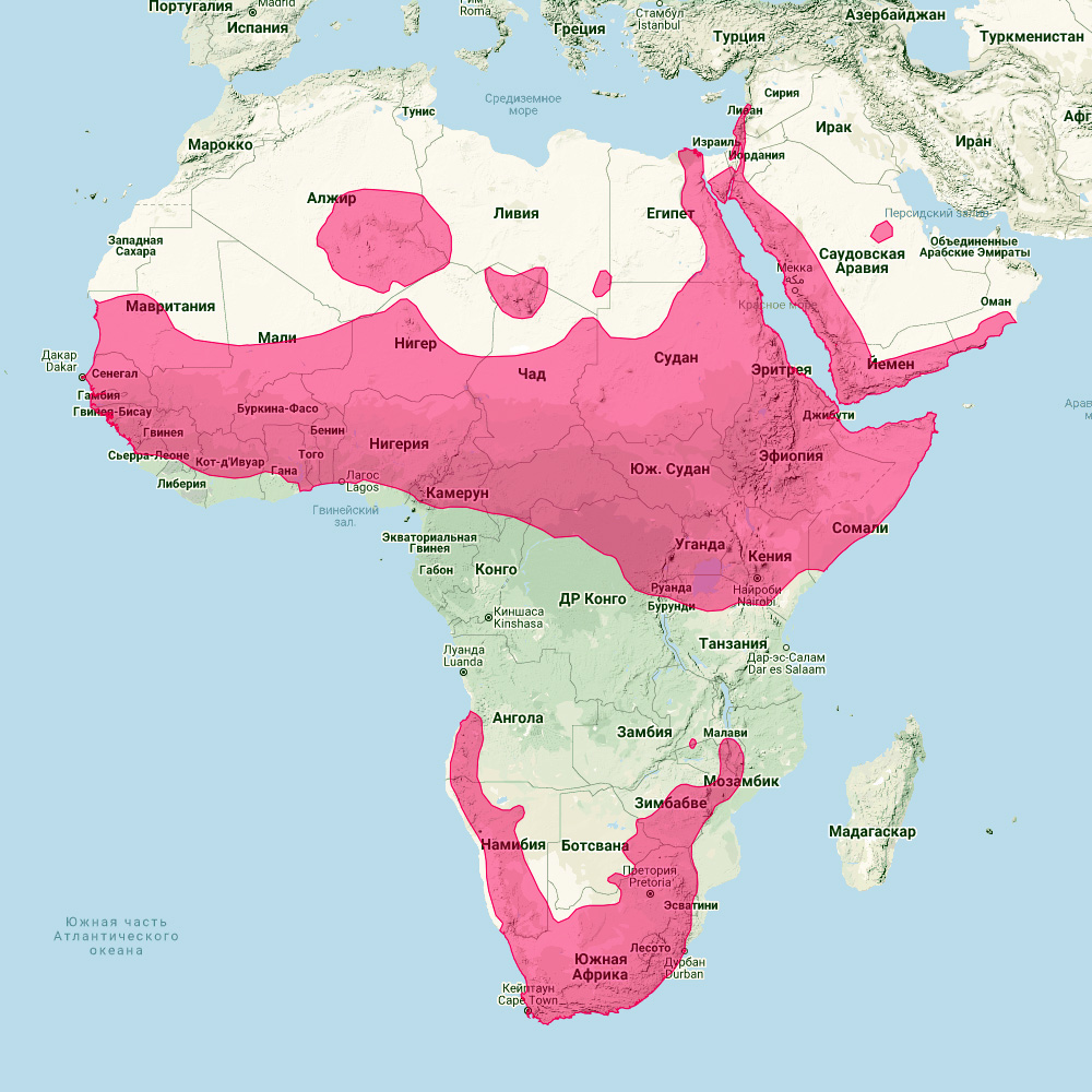 Капский даман (Procavia capensis) Ареал обитания на карте