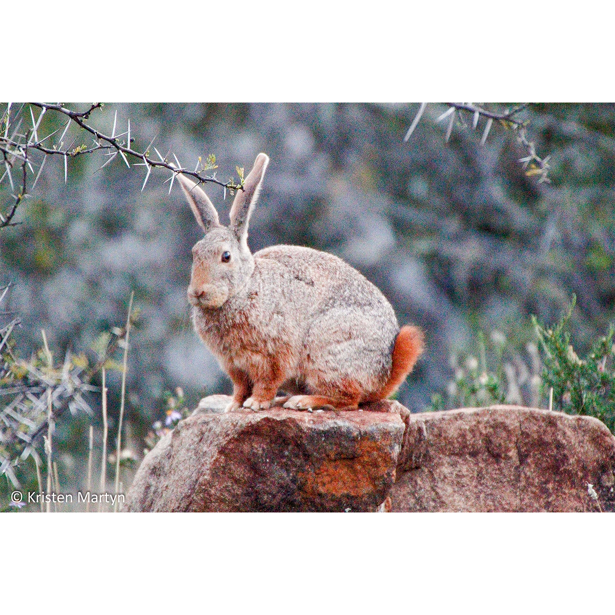 Южноафриканский кролик (Pronolagus crassicaudatus) Фото №2