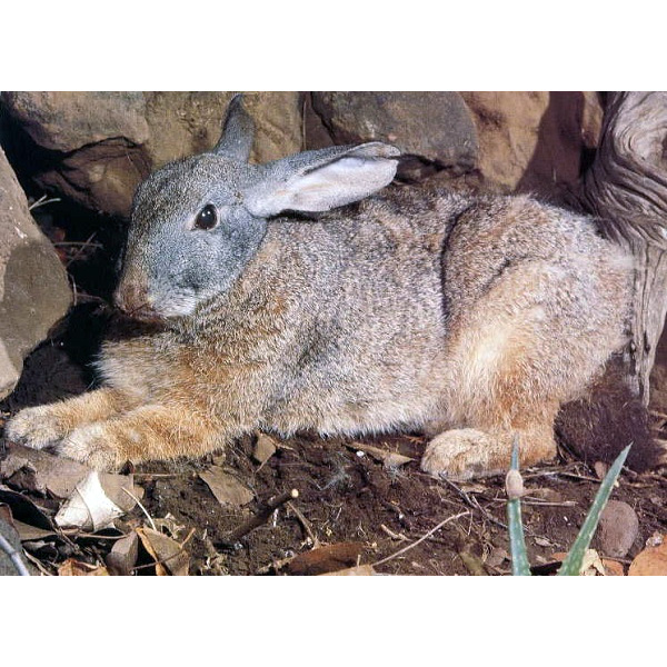 Южноафриканский кролик (Pronolagus crassicaudatus) Фото №4