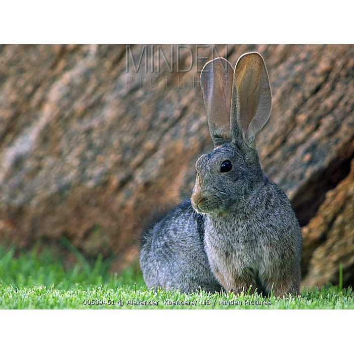 Рыжий кролик (Pronolagus randensis) Фото №10