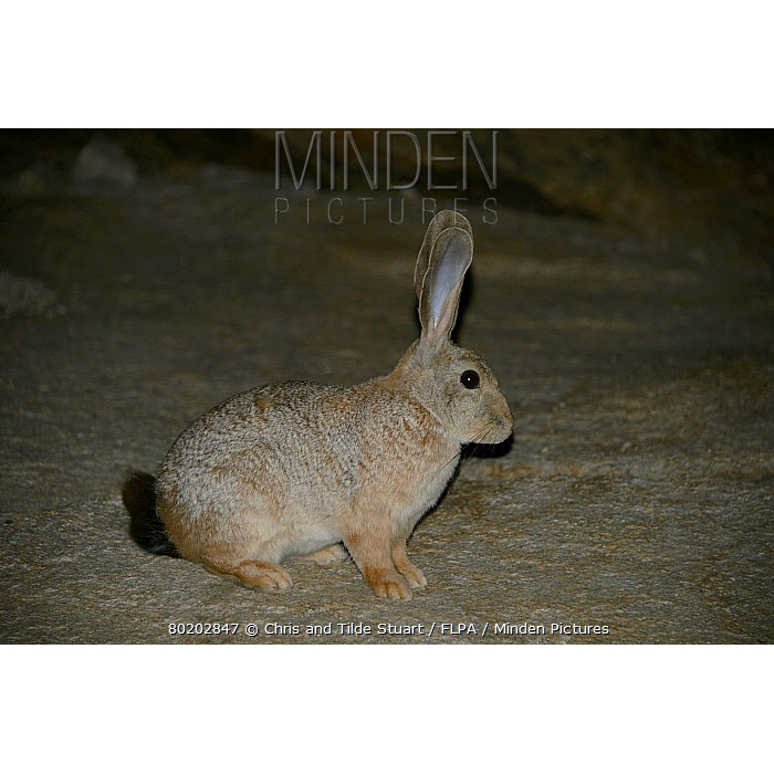 Рыжий кролик (Pronolagus randensis) Фото №3