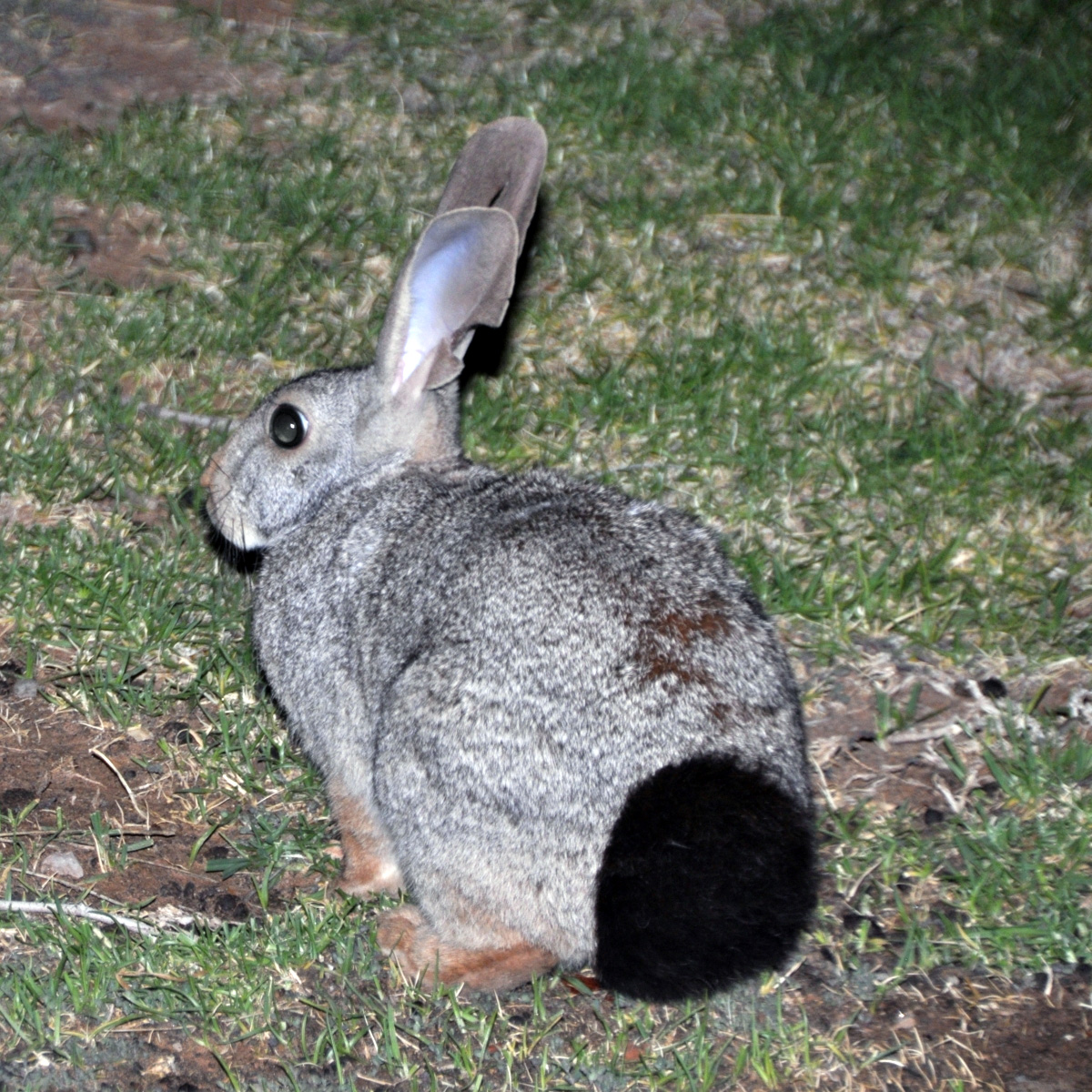 Рыжий кролик (Pronolagus randensis) Фото №4