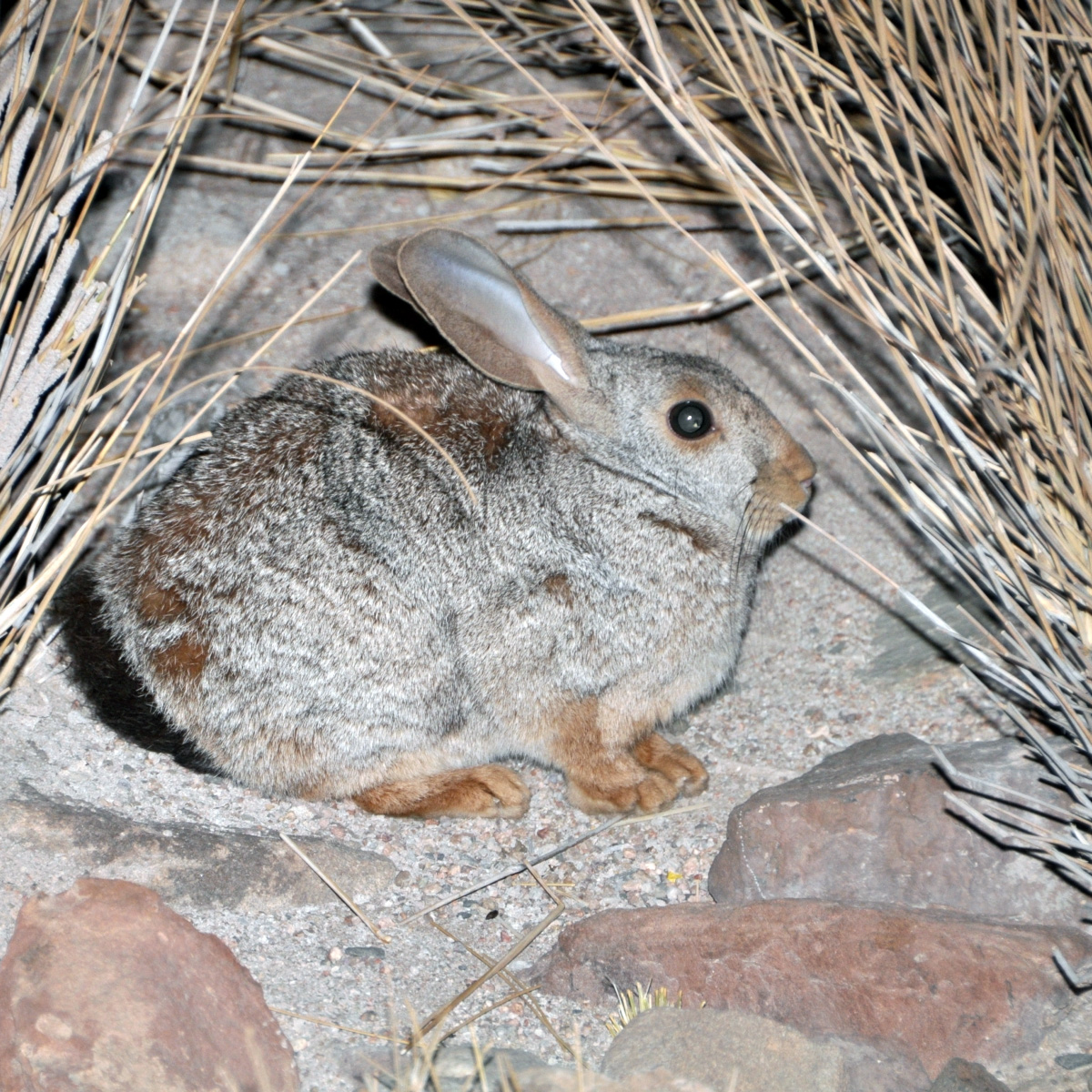 Рыжий кролик (Pronolagus randensis) Фото №6