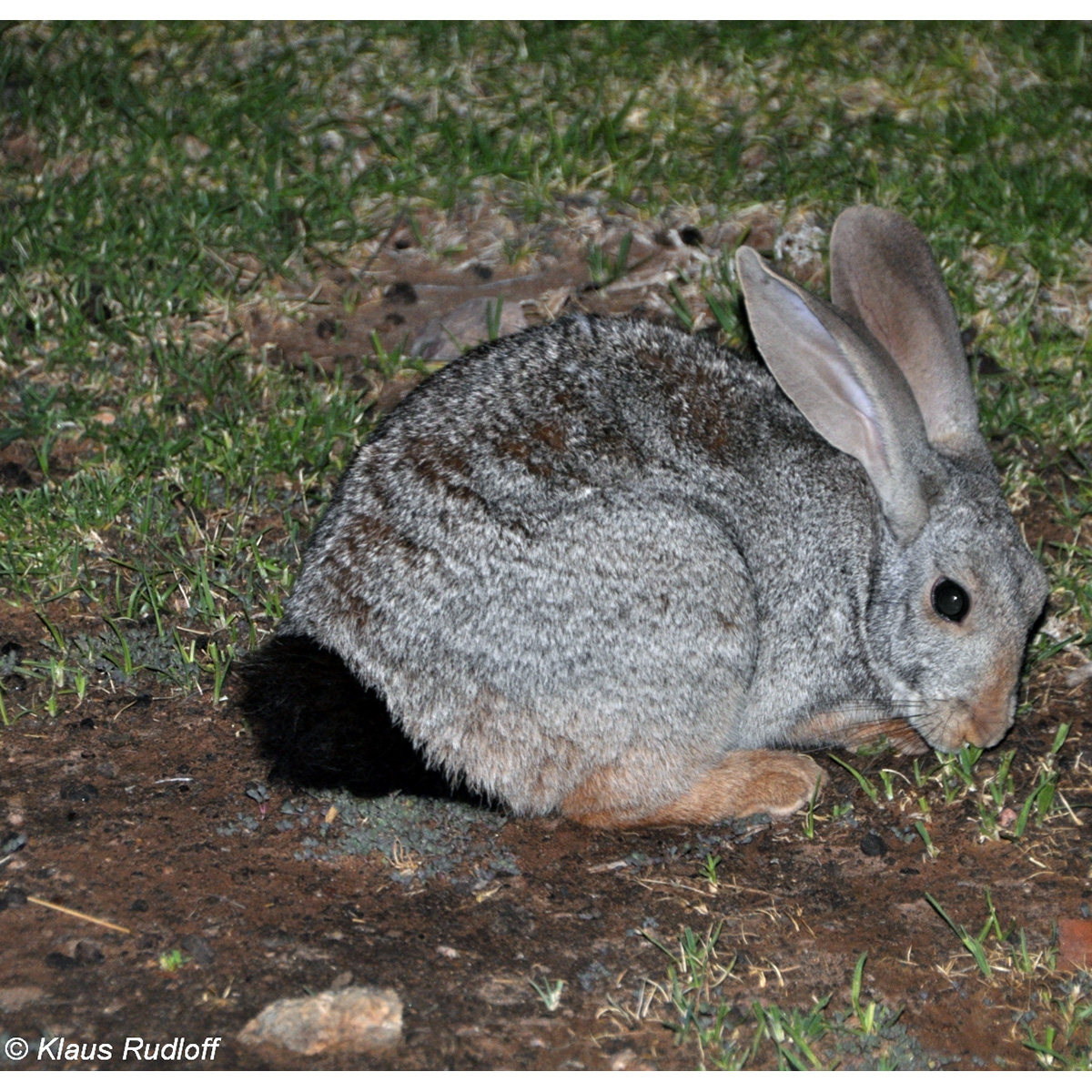 Рыжий кролик (Pronolagus randensis) Фото №7