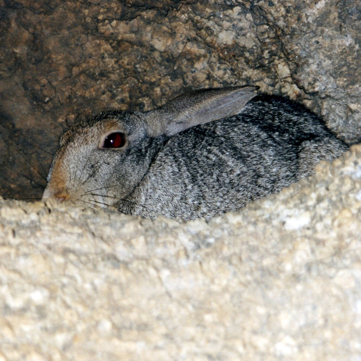 Рыжий кролик (Pronolagus randensis) Фото №9