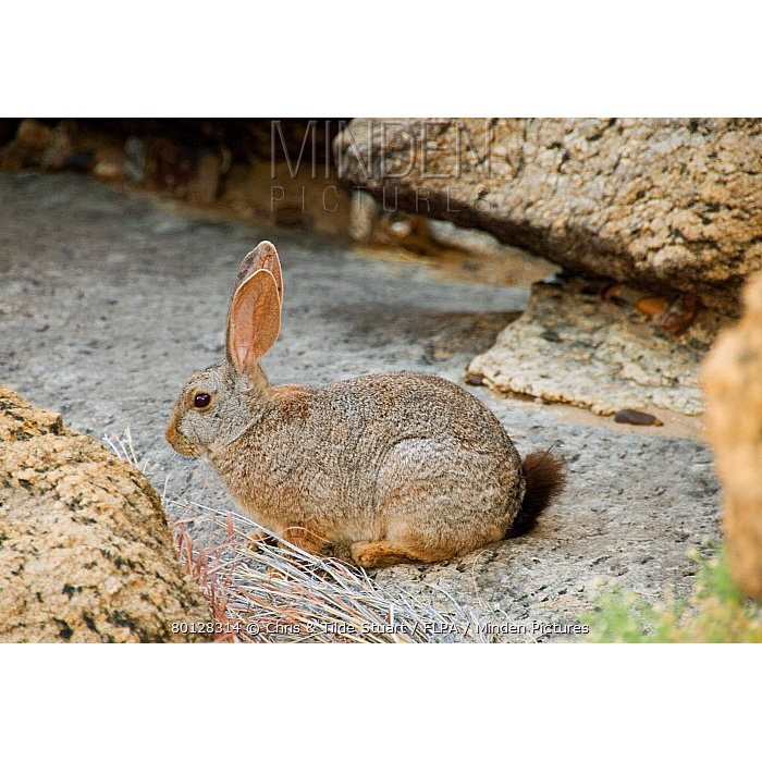 Кролик Смита (Pronolagus rupestris) Фото №3