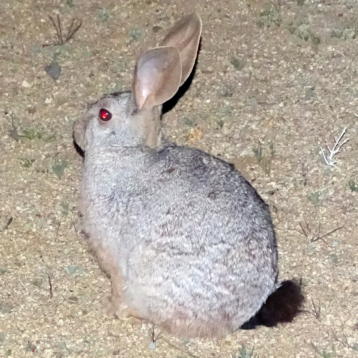 Кролик Смита (Pronolagus rupestris) Фото №6