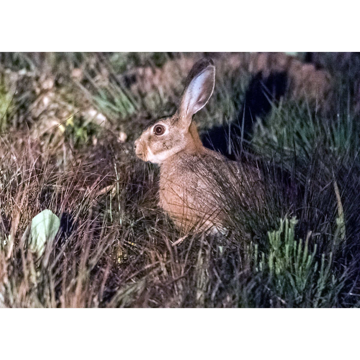 Кролик Смита (Pronolagus rupestris) Фото №9
